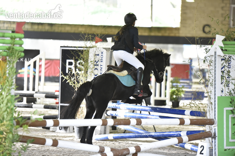 Ponis Pony Club POTOKKA CON PAPELES - VENDO PONY "B" SALTO SUBCAMPEON DE ESPAÑA 2.019, 