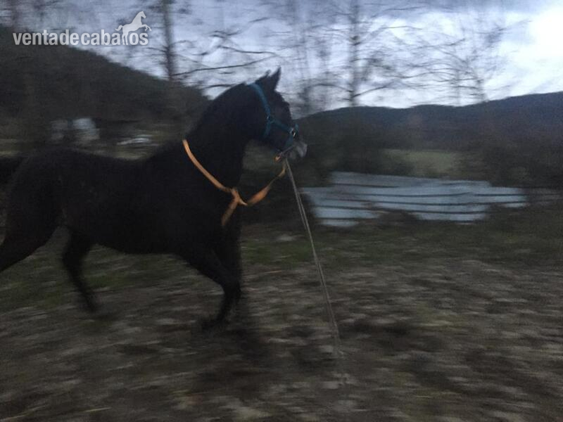 Caballo Hispano Árabe Hispano árabe  - Potro hispano 5