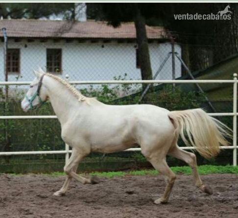 Lusitana  {TYPE}