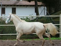 Lusitana pura albina 