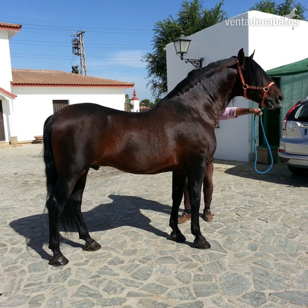 VENTA PRE EXCELENTE LINEA in 