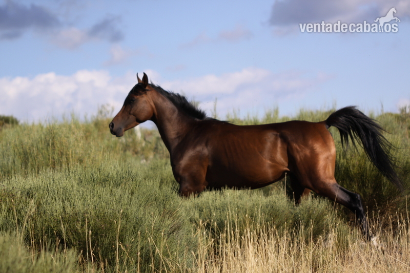 Venta de caballos, potros y yeguas pura raza árabe in 