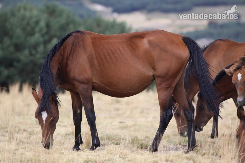 Caballos Árabes Arabe - Venta de caballos, potros y yeguas pura raza árabe