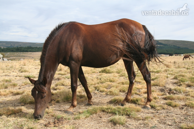 Venta de caballos, potros y yeguas pura raza árabe - Caballos Árabes Arabe