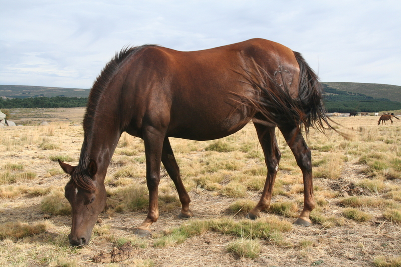 Venta de caballos, potros y yeguas pura raza árabe - Caballos Árabes Arabe