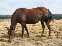 Venta de caballos, potros y yeguas pura raza árabe
