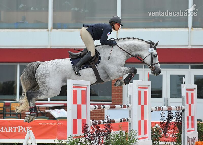  Absolutamente hermoso castrado Holsteiner in 