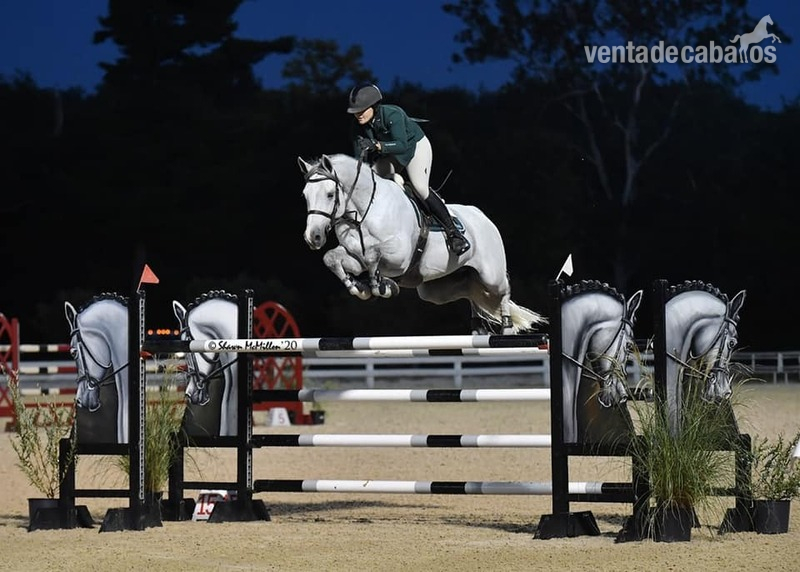 Caballos Capados Hannoveriano -  Absolutamente hermoso castrado Holsteiner