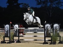 Absolutamente hermoso castrado Holsteiner