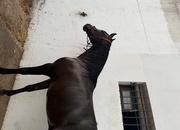 Caballo pura raza español