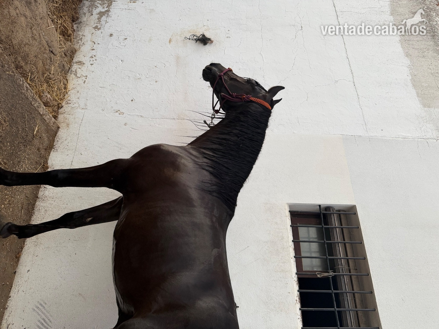 Caballo pura raza español in 