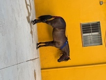 Caballo pura raza español