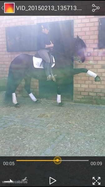 Caballo Pre castaño alta escuela in 