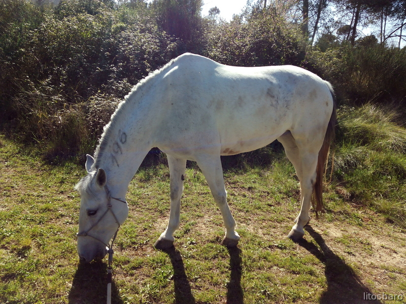 Lusitano {TYPE}