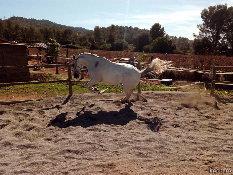 Lusitano