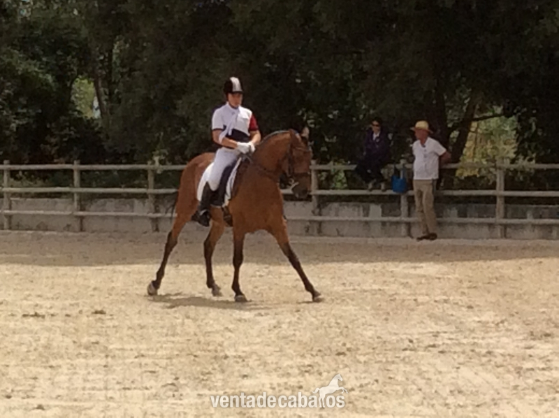 caballo CDE de Doma clasica in 