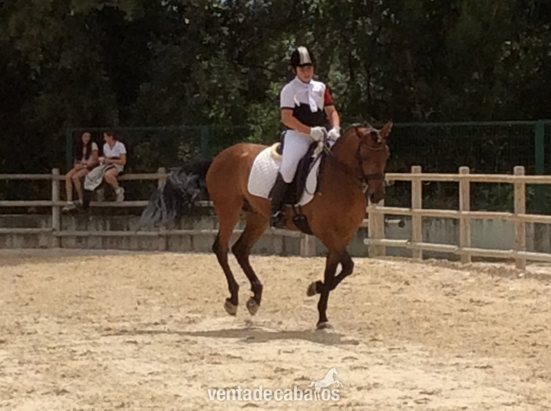 Caballo de Deporte Español (CDE)