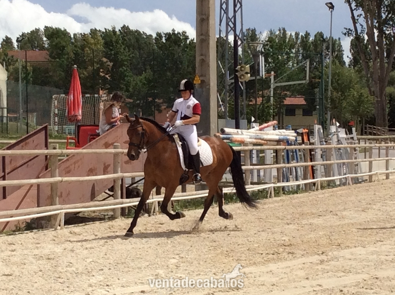 Caballo de Deporte Español (CDE) {TYPE}