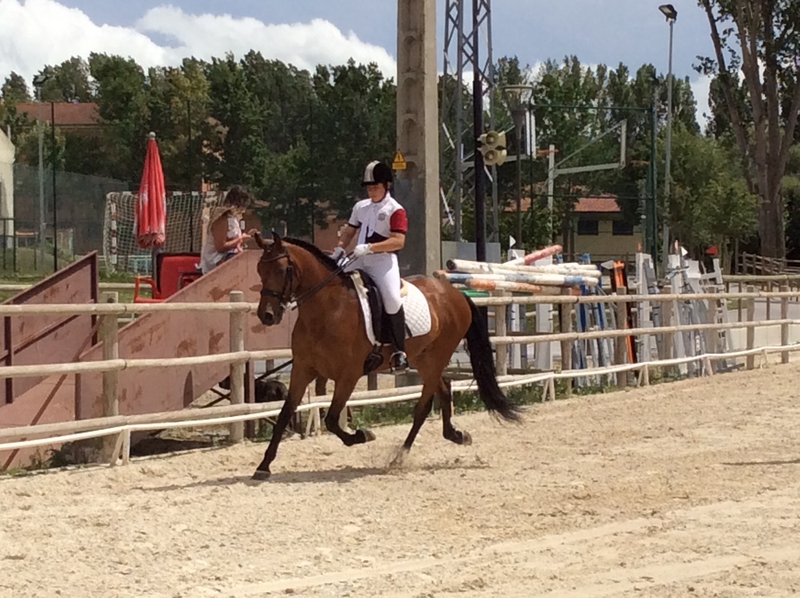 Caballo de Deporte Español (CDE) {TYPE}