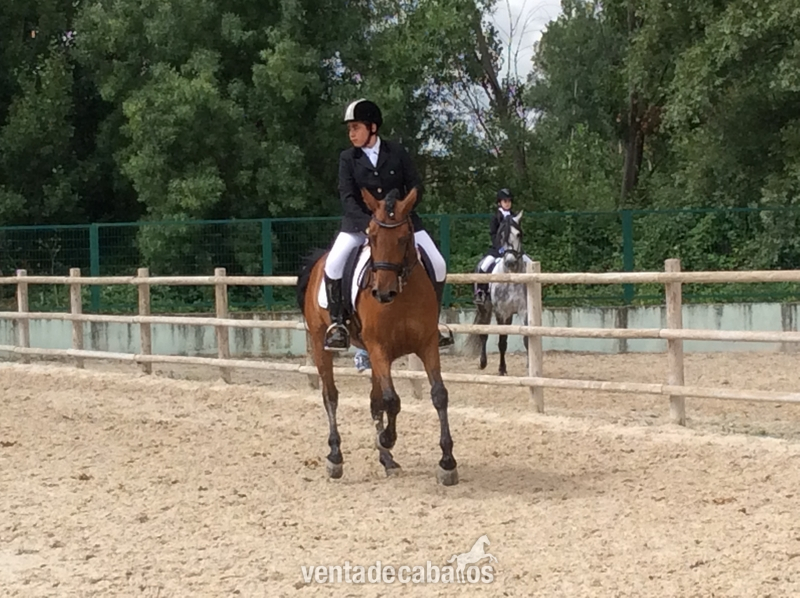 Caballos Capados Caballo de Deporte Español (CDE) - caballo CDE de Doma clasica