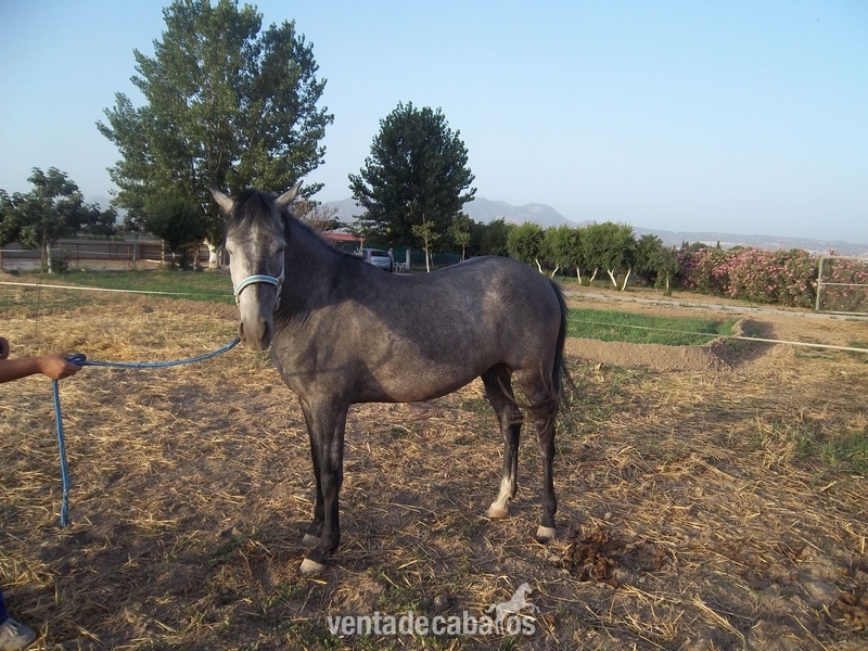 Yegua Pura Raza Esàñola - Caballos Pura Raza Española (P.R.E.) in 