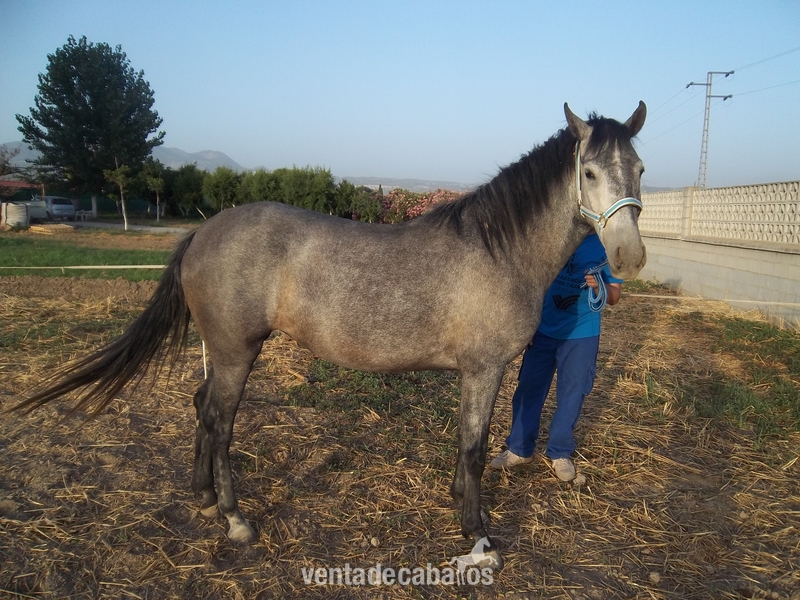 Caballos Pura Raza Española (P.R.E.) P.R.E. - Yegua Pura Raza Esàñola