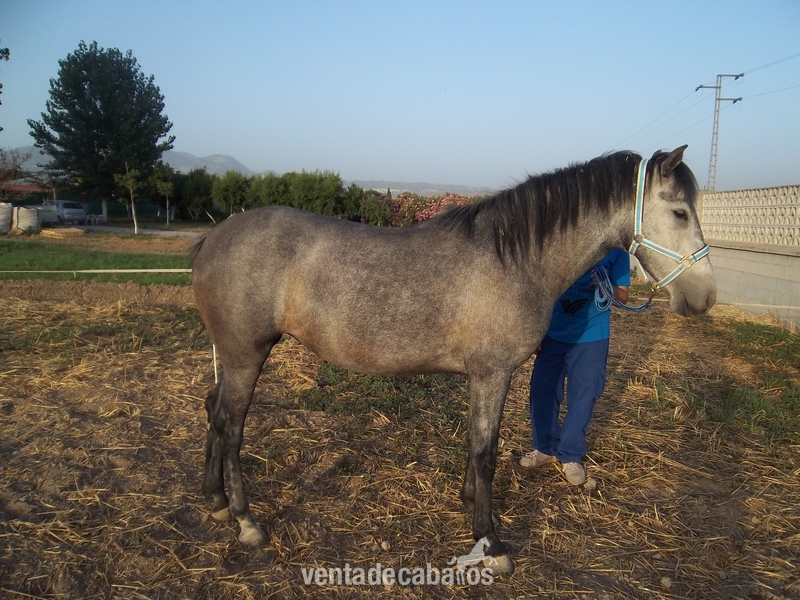 Yegua Pura Raza Esàñola - Caballos Pura Raza Española (P.R.E.) P.R.E.
