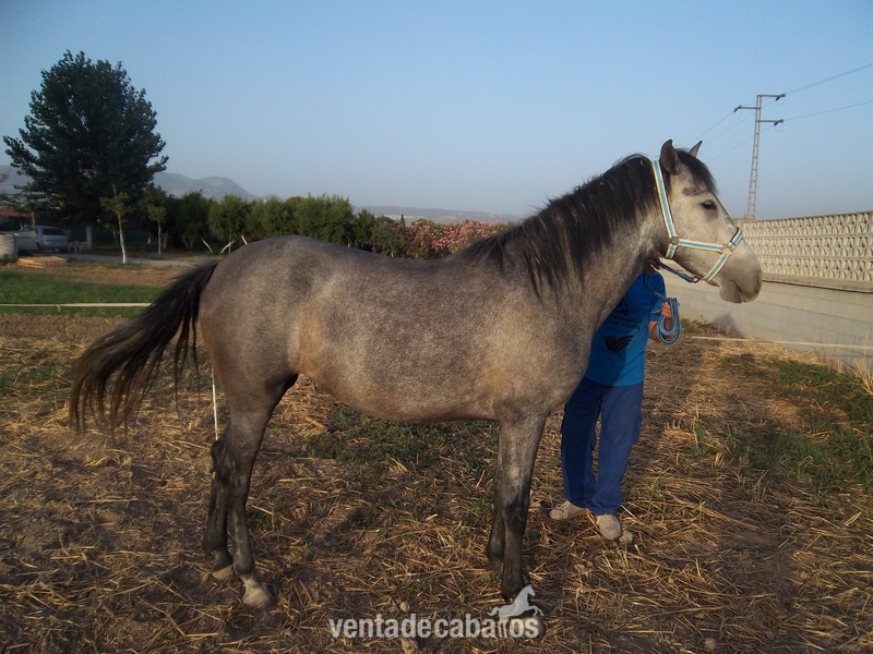 Yegua Pura Raza Esàñola - P.R.E.