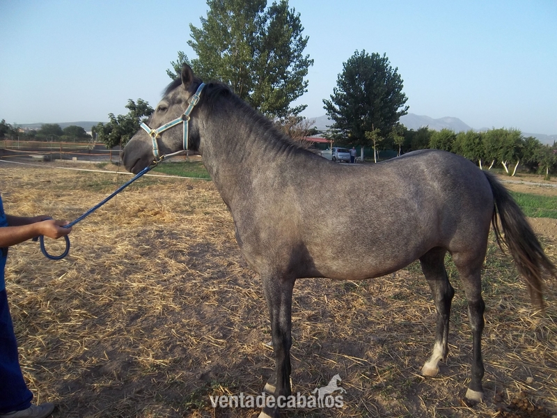 Yegua Pura Raza Esàñola - Caballos Pura Raza Española (P.R.E.)