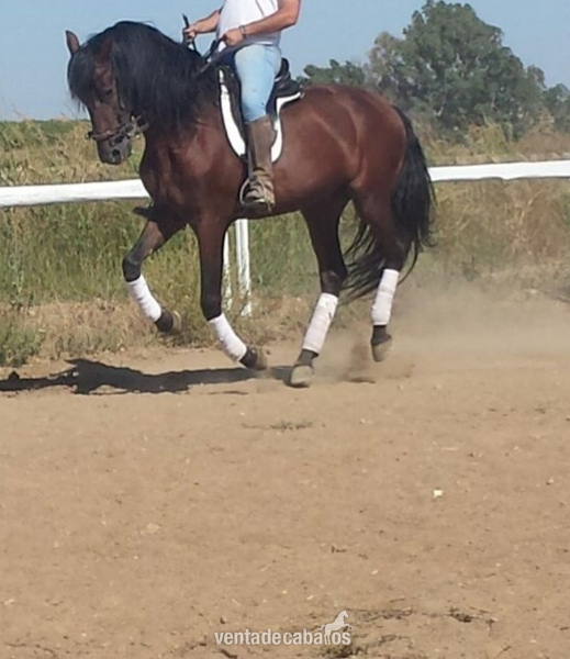  VENTA PURA RAZA ESPAÑOLA