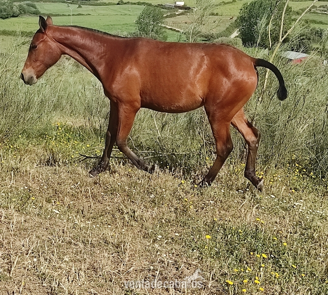 Hispano-Arabe