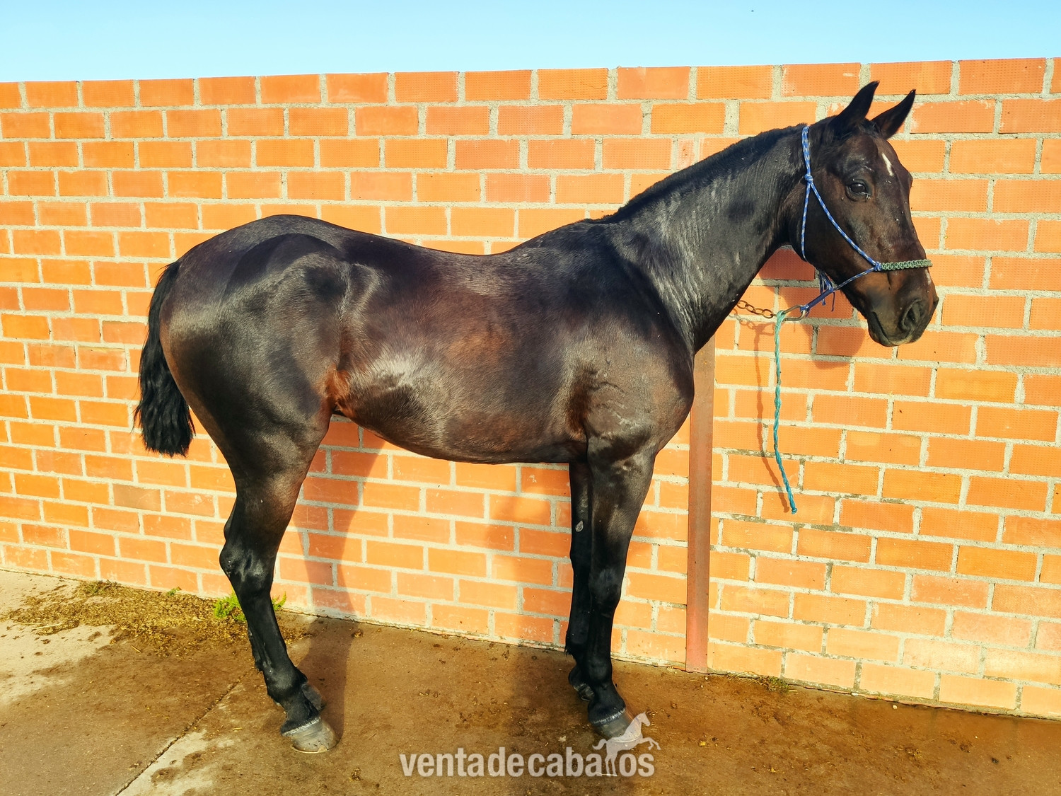 Vendo caballo morcillo  in 