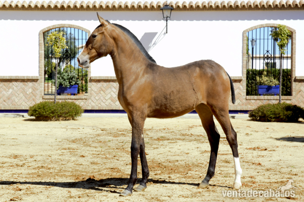 SANTAOLALLA FR potra pura raza española in 