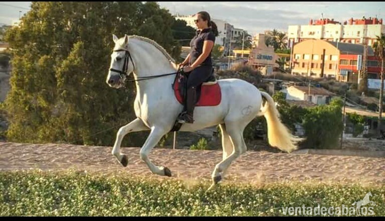 PRE Yeguada Francisco Olivera in 
