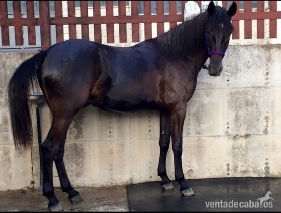 Se vende caballo HISPANO FRISÓN. in 