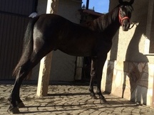 Se vende caballo HISPANO FRISÓN.