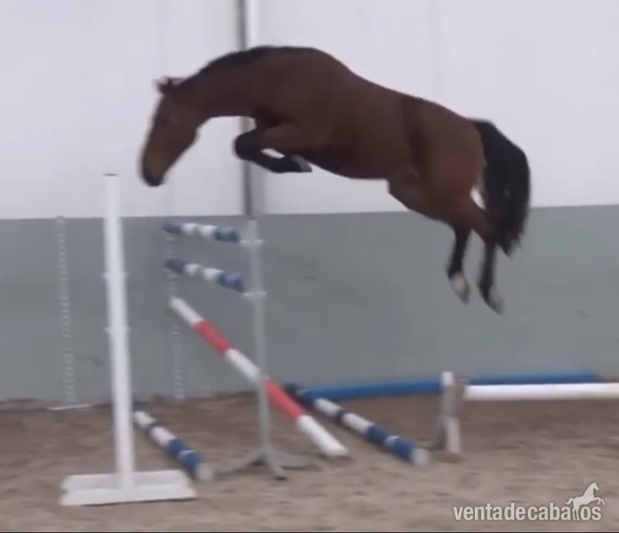 3 years old Diamant de semmly x Chin Chin in 