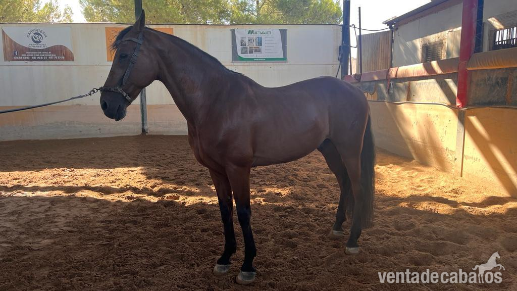 Se vende caballo pre in 
