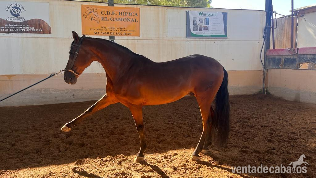 Caballos Pura Raza Española (P.R.E.) Pura Raza Española - Se vende caballo pre