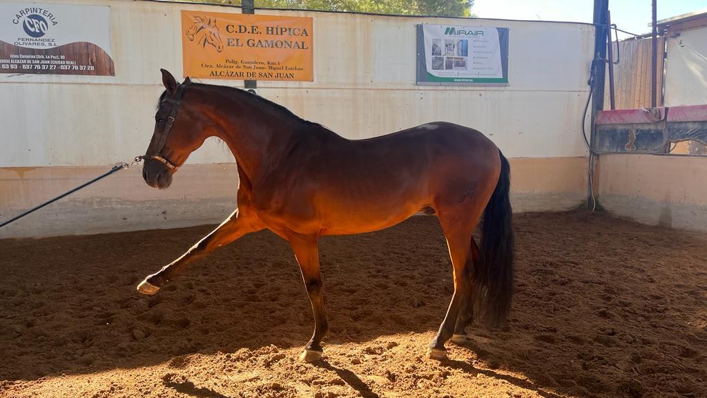 Caballos Pura Raza Española (P.R.E.) Pura Raza Española - Se vende caballo pre