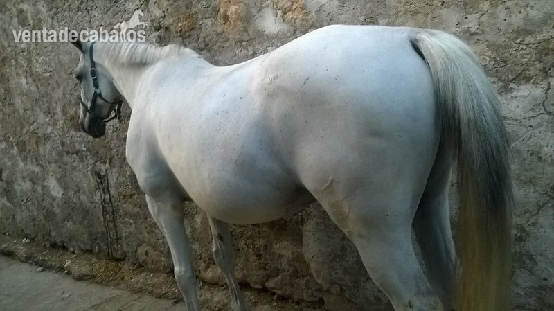 Venta de gran caballo in 