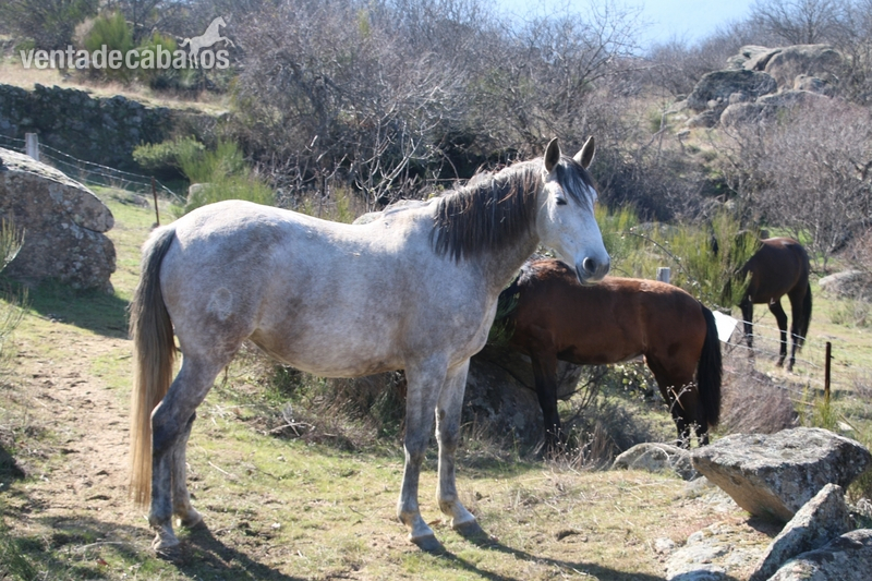 Caballos Pura Raza Española (P.R.E.) PRE - YEGUA ESPAÑOLA PRE