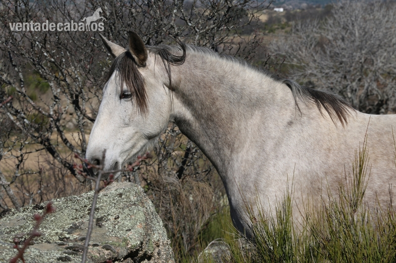 YEGUA ESPAÑOLA PRE - Caballos Pura Raza Española (P.R.E.)