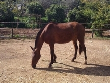 Venta de yegua