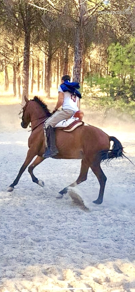 Caballo Hispano Árabe X - Caballo cruzado campero