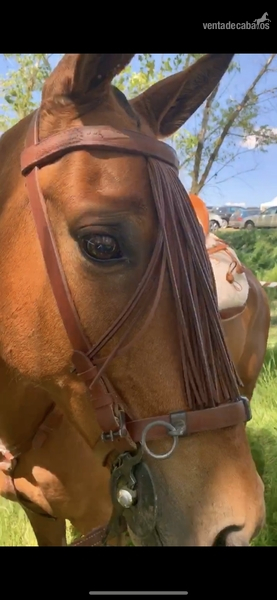 Caballo cruzado campero - Caballo Hispano Árabe X