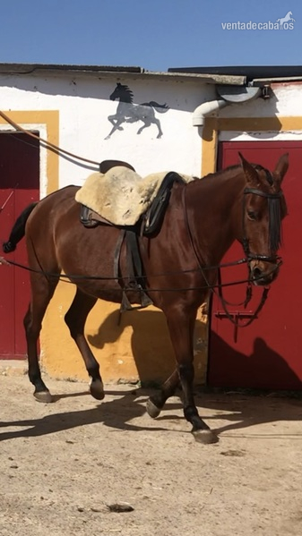 Caballo cruzado campero - Caballo Hispano Árabe