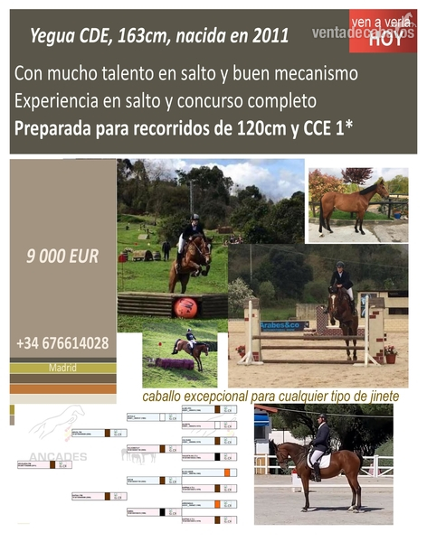 Caballo de Deporte Español (CDE)