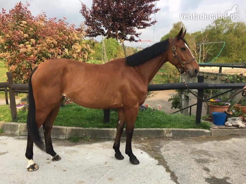 Caballo de Deporte Español (CDE) {TYPE}