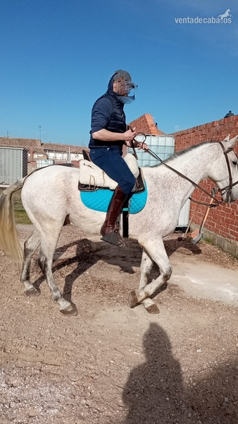 Venta caballo cruce lusitano in 